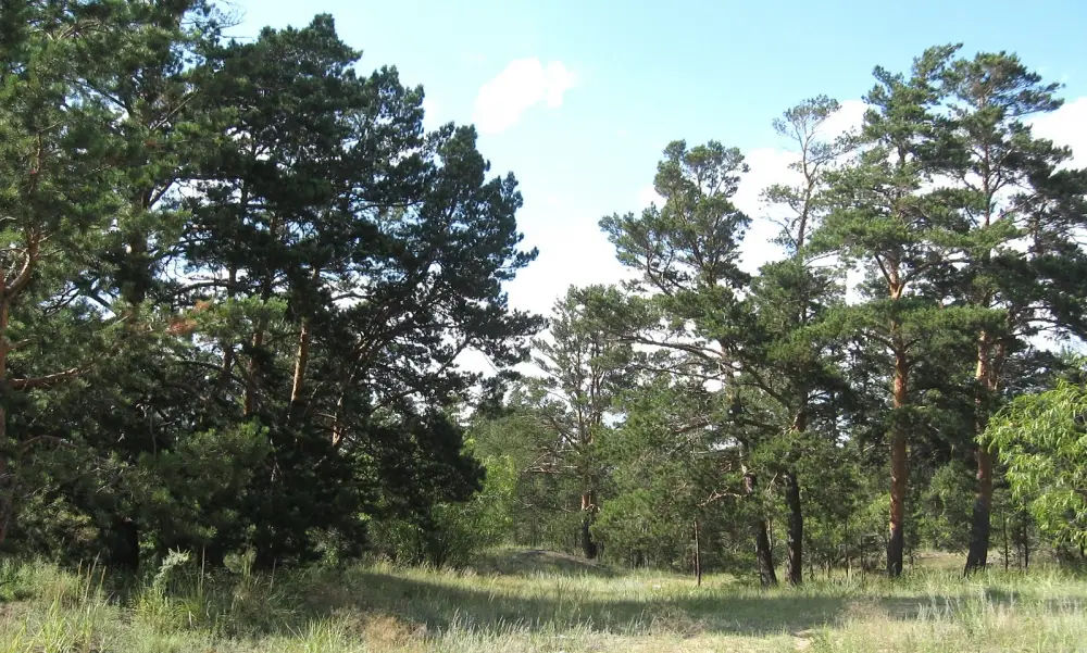 В Восточном Казахстане будет создано три экопарка (7)
