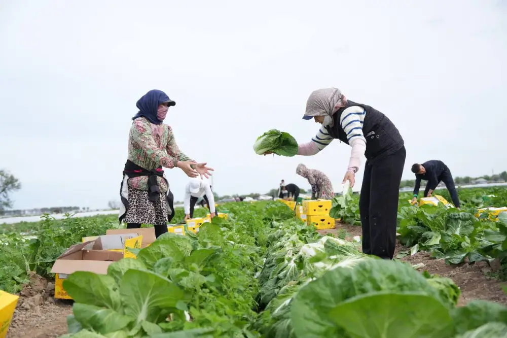 «Вода поступает вовремя, урожай хороший», – аграрии Туркестанской области вырастили первый урожай капусты за 45 дней (5)