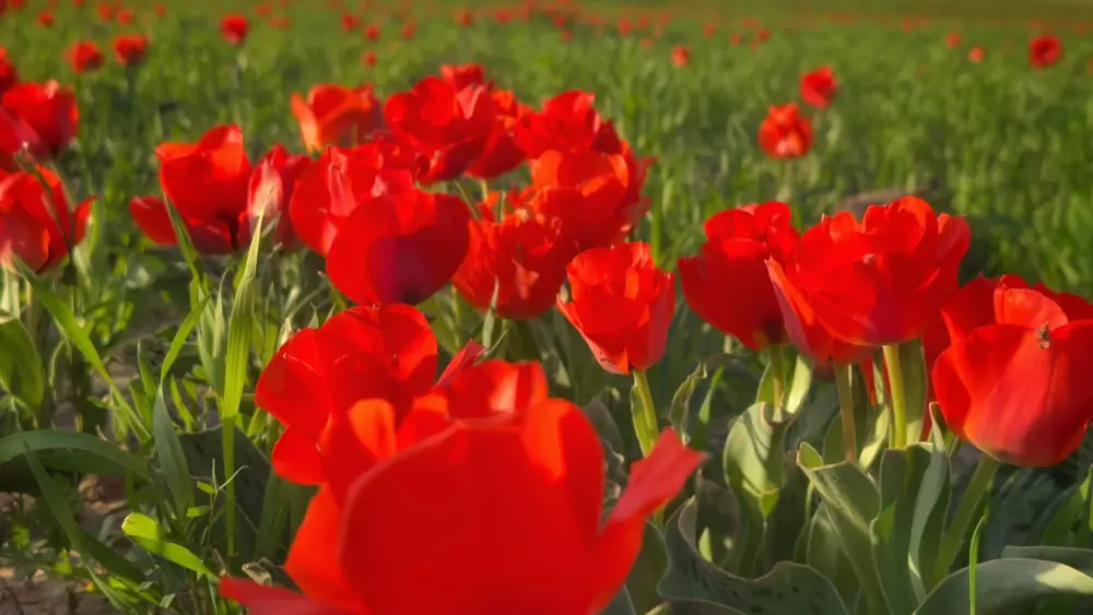 Казыгурт: Зацвели редкие тюльпаны Грейга Астане