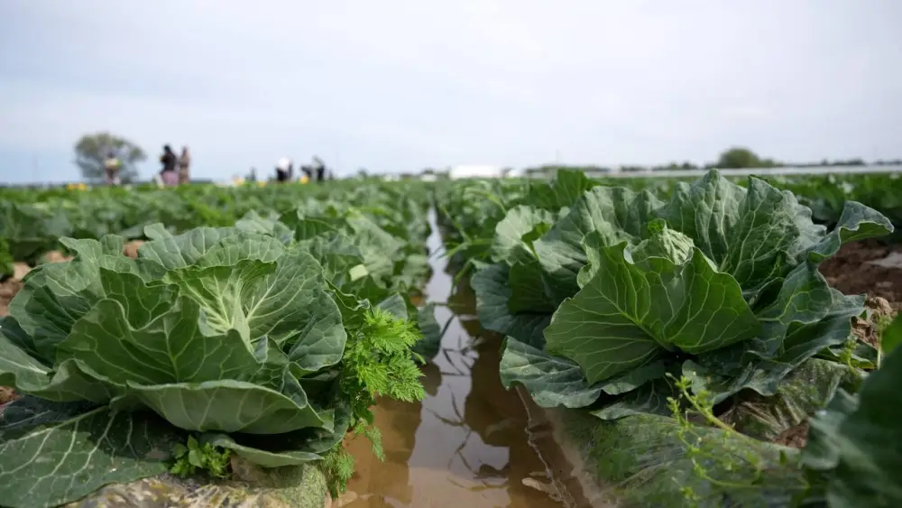 «Вода поступает вовремя, урожай хороший», – аграрии Туркестанской области вырастили первый урожай капусты за 45 дней (3)