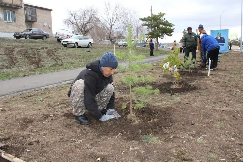 В Каркаралинске высадили 100 сосен к 80-летию Токтара Аубакирова (4)