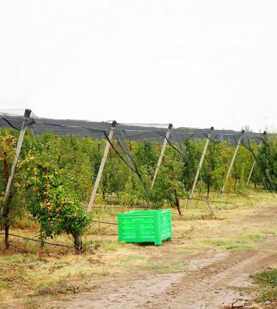 ТҮРКІСТАН ОБЛЫСЫНДА «DALA FRUIT» АГРОӨНЕРКӘСІПТІК КЕШЕНІ ТАБЫСТЫ ЖҰМЫС ІСТЕП ТҰР (2)