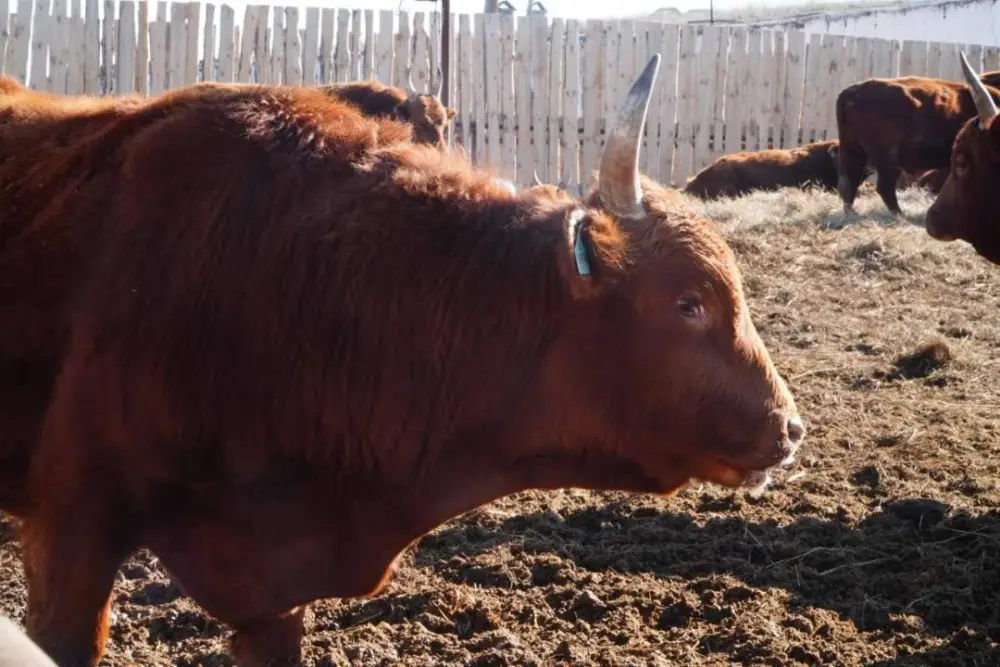 Мясной кластер в Акмолинской области на 37000 голов КРС с инвестициями 16,4 млрд тенге Астане