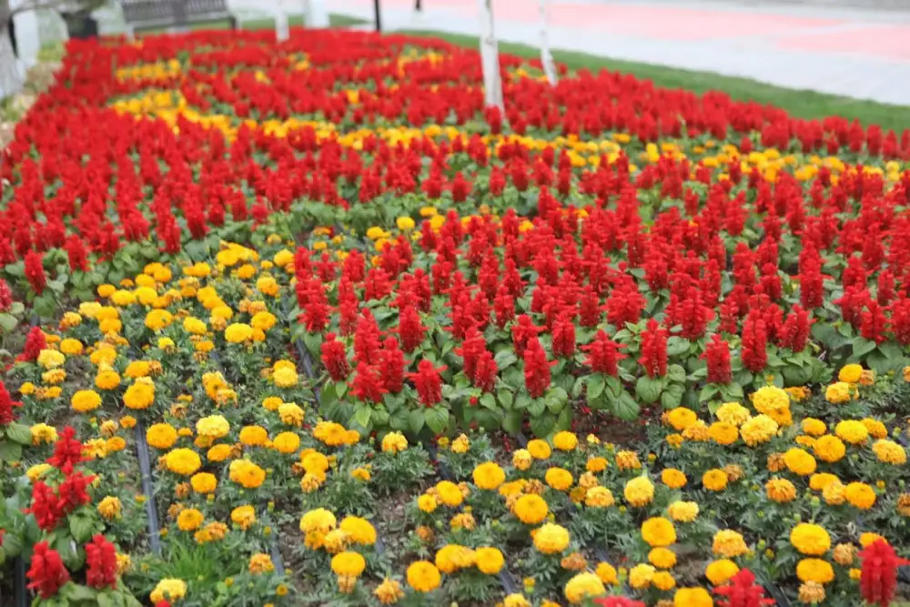 В ТУРКЕСТАНЕ СИСТЕМНО ВЕДУТСЯ РАБОТЫ ПО БЛАГОУСТРОЙСТВУ И ОЗЕЛЕНЕНИЮ (3)