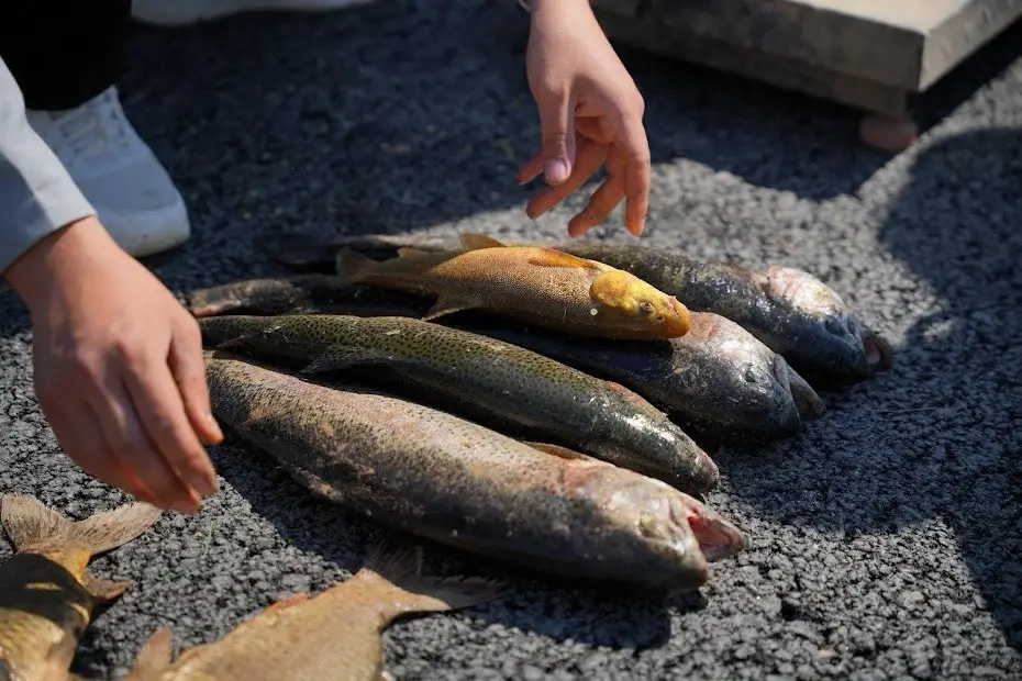 60 млрд тенге будет вложено в реализацию инвестпроектов в сфере аквакультуры до 2030 года (5)