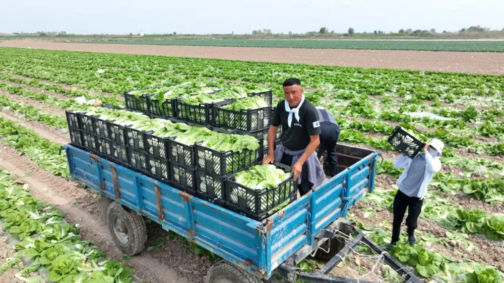 Аграрии Туркестанской области экспортировали в Россию раннеспелую капусту (4)