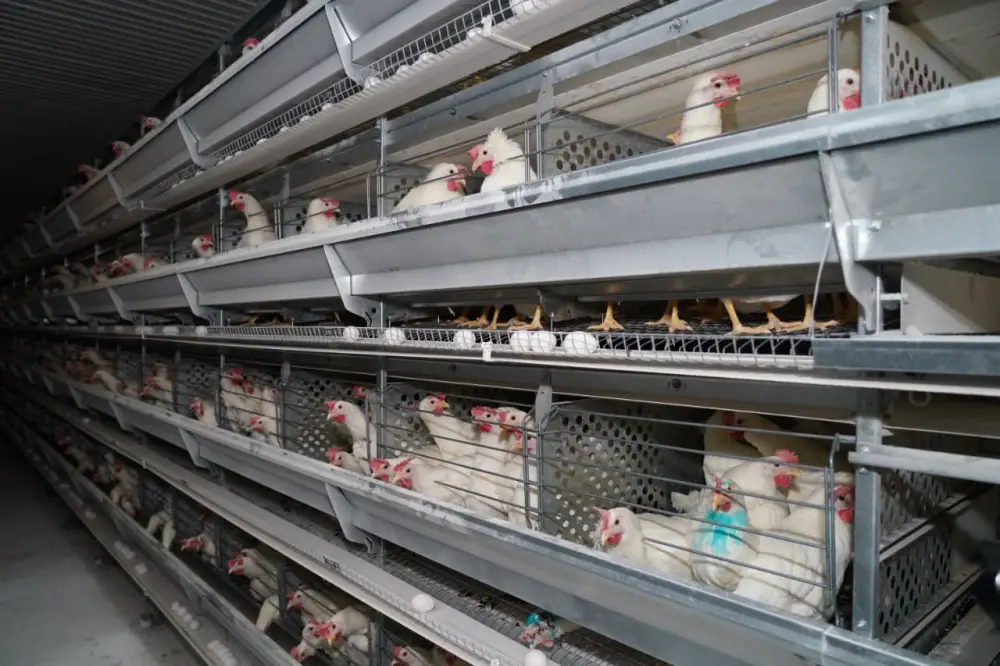 Развитие птицефабрики в Сарыагаше: новые рабочие места и продовольственная безопасность региона Астане