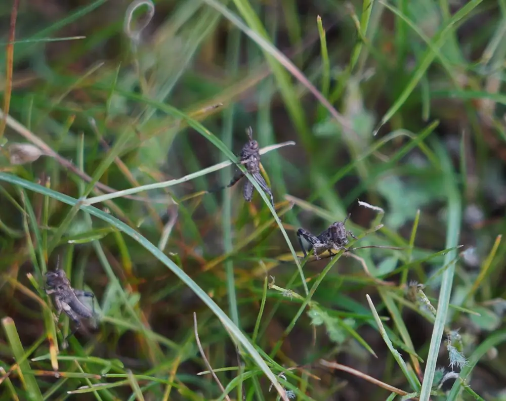 В ТУРКЕСТАНСКОЙ ОБЛАСТИ УСИЛИЛИ БОРЬБУ С САРАНЧОЙ (5)