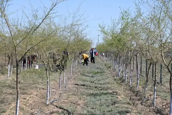 Участие 9000 жителей в субботниках в Созакском районе: вклад в экологию и культуру чистоты Астане