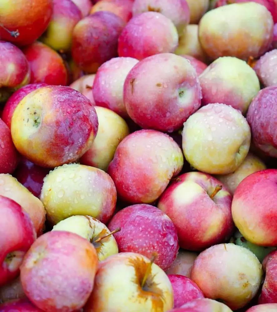 ТҮРКІСТАН ОБЛЫСЫНДА «DALA FRUIT» АГРОӨНЕРКӘСІПТІК КЕШЕНІ ТАБЫСТЫ ЖҰМЫС ІСТЕП ТҰР (6)