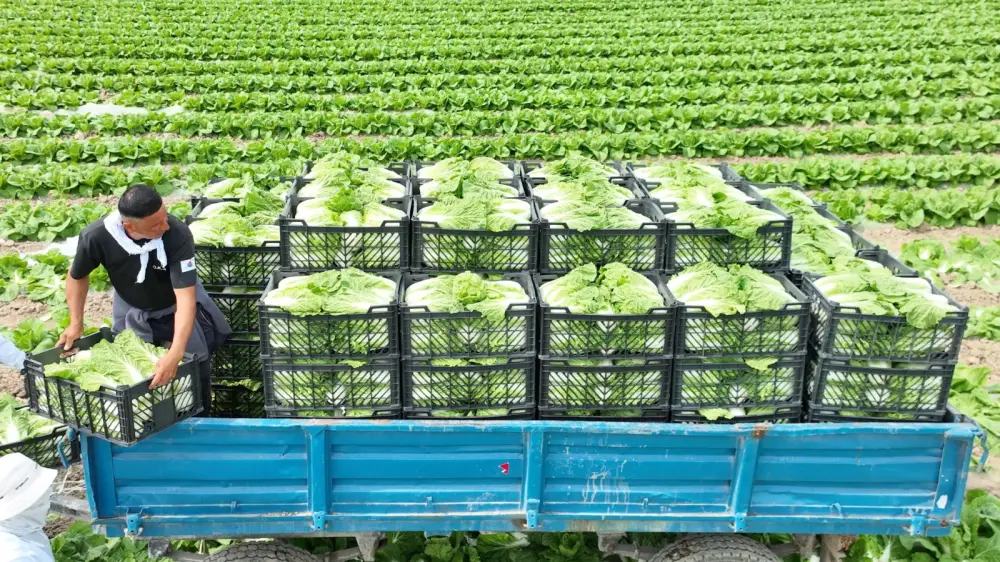 «Вода поступает вовремя, урожай хороший», – аграрии Туркестанской области вырастили первый урожай капусты за 45 дней (2)