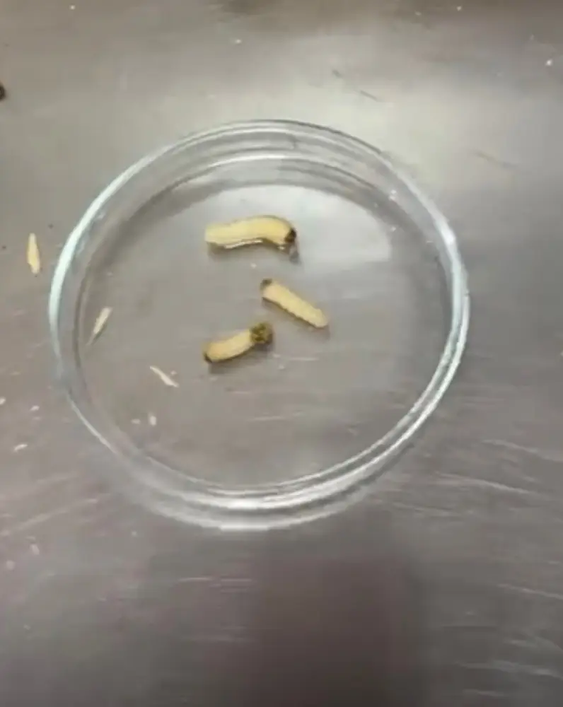 Обнаружение личинок жука черного соснового усача в пиломатериалах вызывает меры контроля в Казахстане Астане