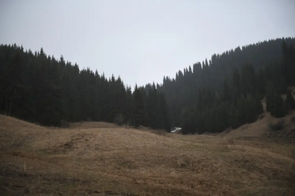 Экологическое возрождение лесного фонда в Алматинской области Астане