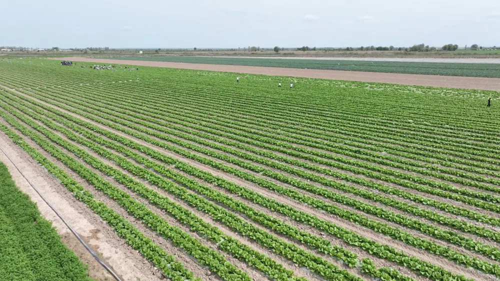 Первый урожай капусты в Туркестанской области за 45 дней благодаря капельному орошению Астане