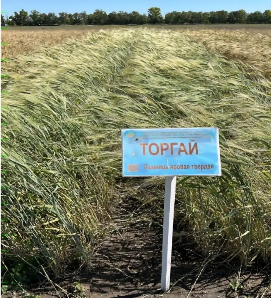 Казахстанские ученые запатентовали засухоустойчивые сорта с прибавкой урожайности до 10 ц/га (4)