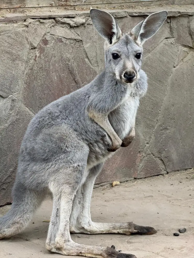 Кенгуро-бэби-бум в Алматинском зоопарке: родились сразу три малыша (2)