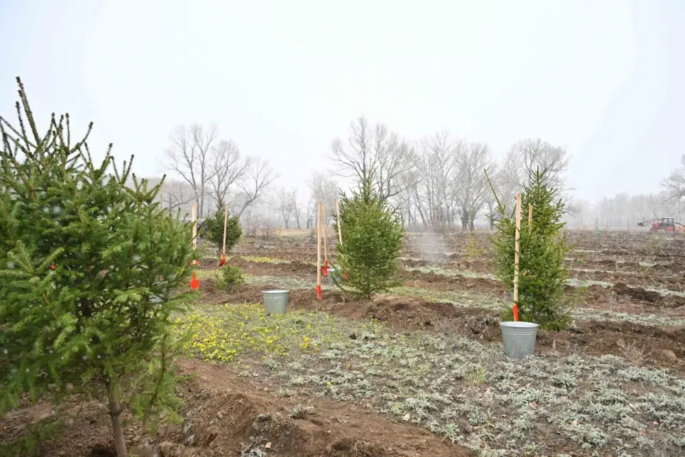 Представители фонда «Самрук-Казына» приняли участие в акции по посадке деревьев в Семее (8)