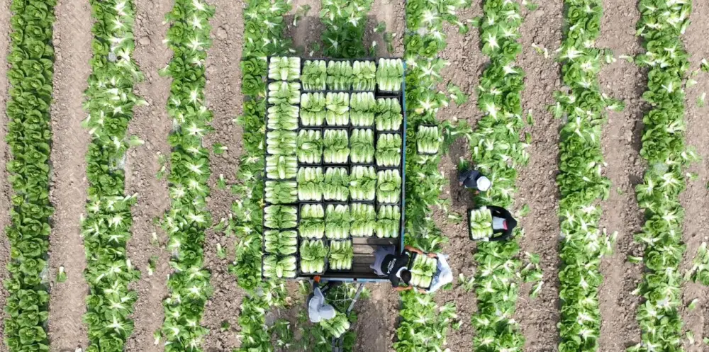 Аграрии Туркестанской области экспортировали в Россию раннеспелую капусту (5)