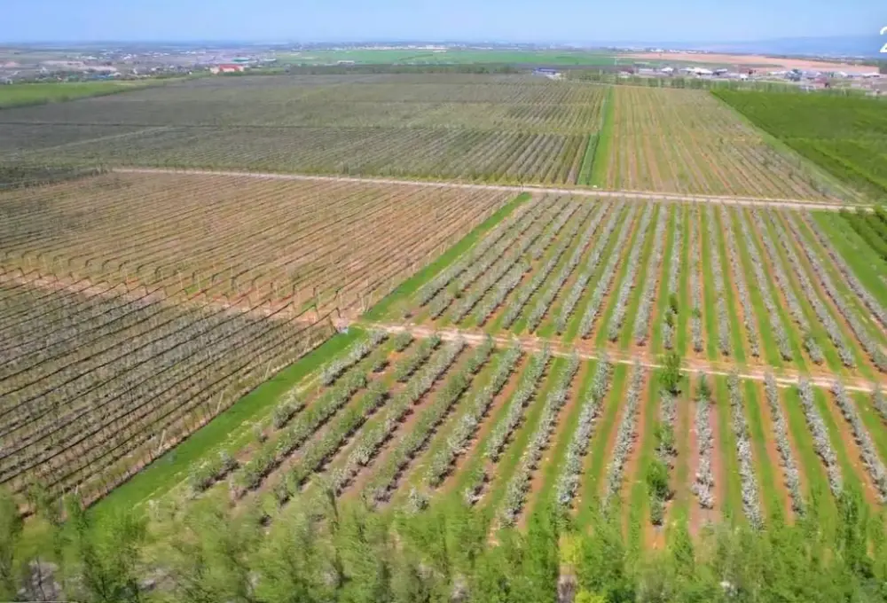 ТҮРКІСТАН ОБЛЫСЫНДА «DALA FRUIT» АГРОӨНЕРКӘСІПТІК КЕШЕНІ ТАБЫСТЫ ЖҰМЫС ІСТЕП ТҰР (8)