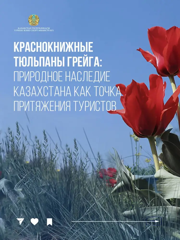 Краснокнижные тюльпаны Грейга: природное наследие Казахстана как точка притяжения туристов (4)