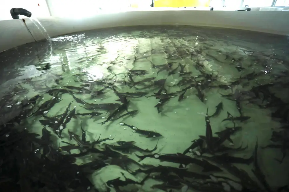 В Мангистау реализуется стратегический инновационный проект по развитию рыбного хозяйства (2)