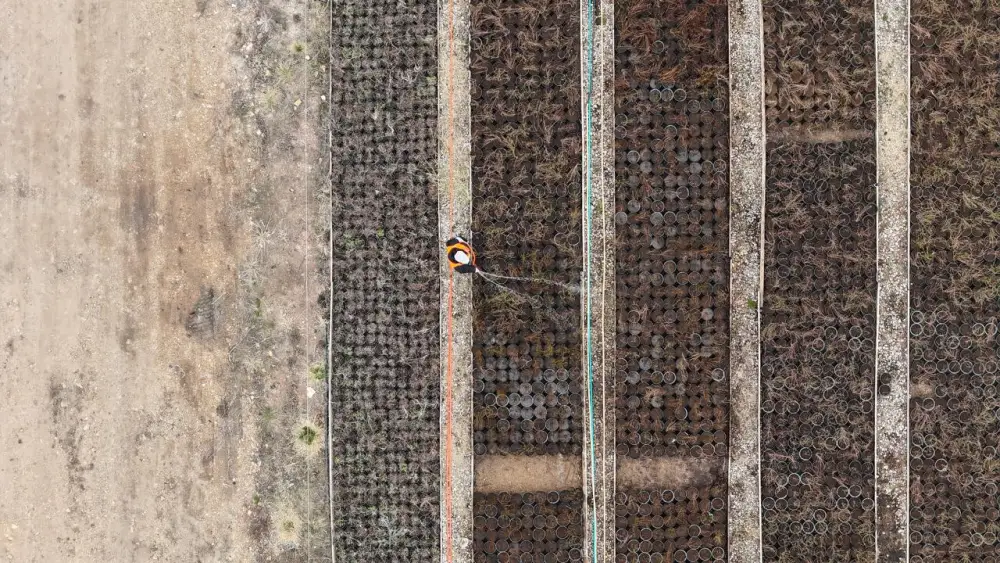 Аким Акмолинской области посетил лесопитомник в Шортандинском районе (5)