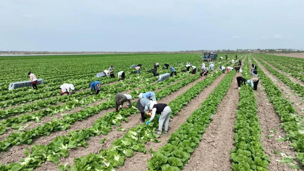 Капуста из Туркестанской области отправлена в Россию Астане