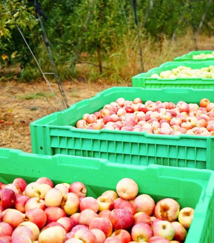 ТҮРКІСТАН ОБЛЫСЫНДА «DALA FRUIT» АГРОӨНЕРКӘСІПТІК КЕШЕНІ ТАБЫСТЫ ЖҰМЫС ІСТЕП ТҰР (3)