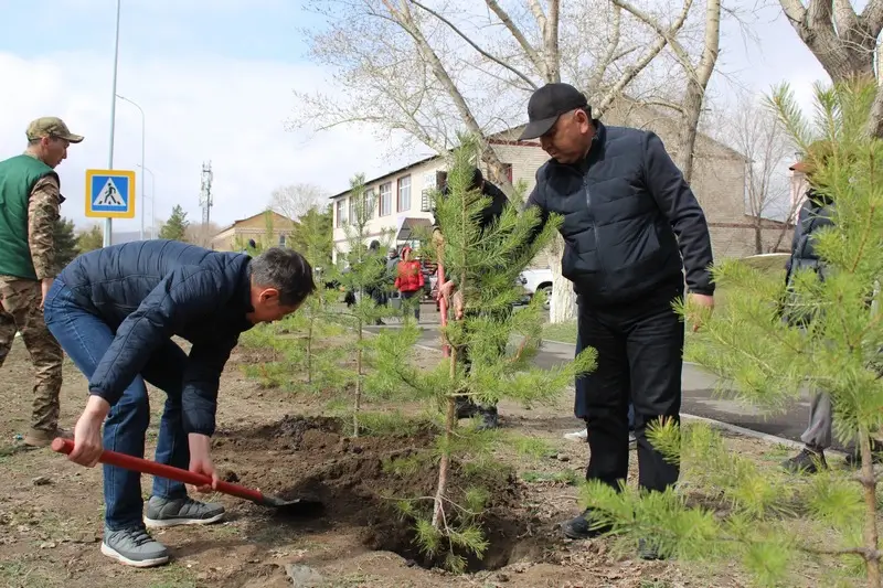В Каркаралинске высадили 100 сосен к 80-летию Токтара Аубакирова (5)