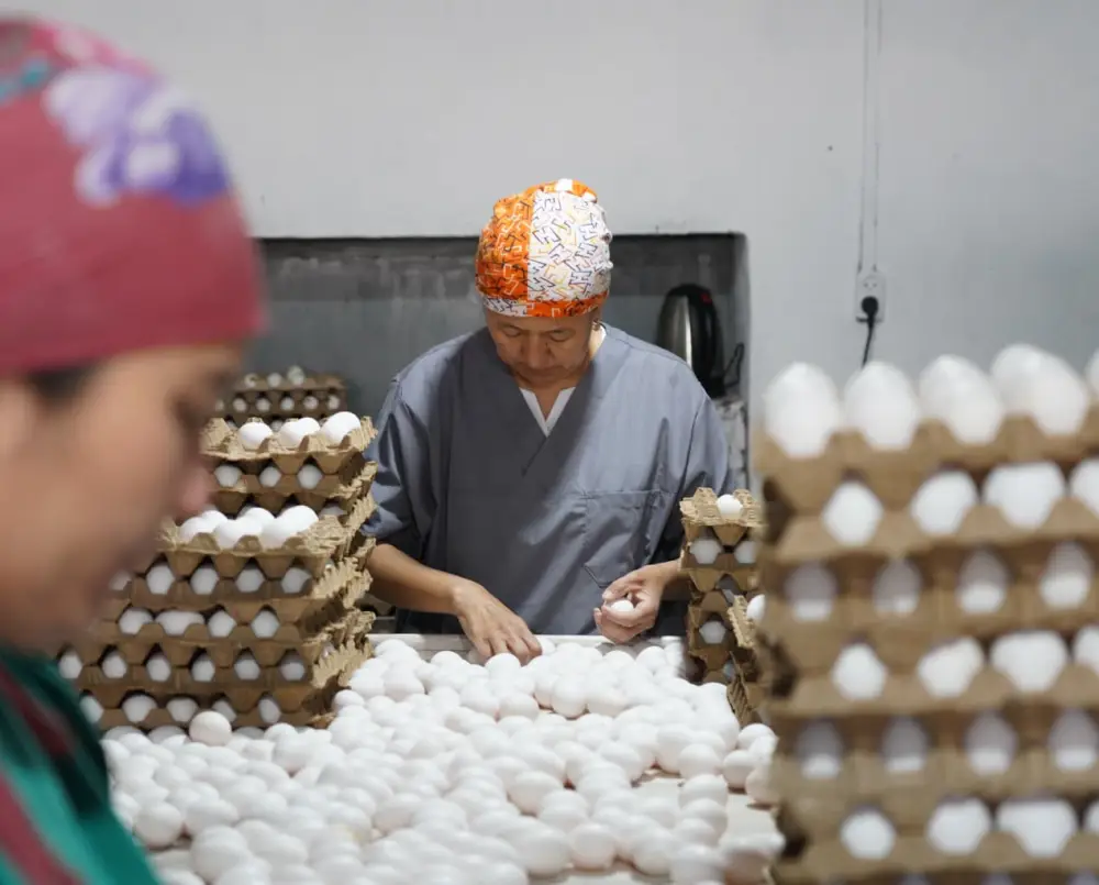 ТУРКЕСТАН: ПТИЦЕФАБРИКА В САРЫАГАШЕ ОБЕСПЕЧИВАЕТ РЕГИОН ОТЕЧЕСТВЕННОЙ ПРОДУКЦИЕЙ (4)