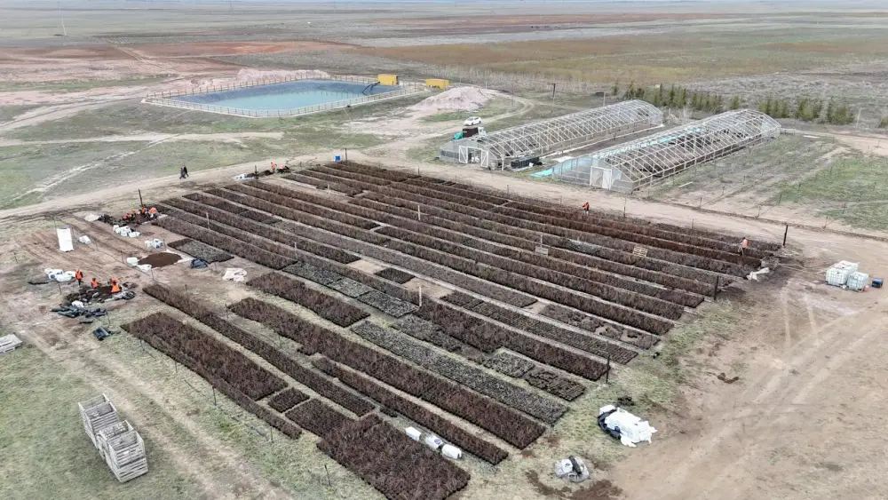 Аким Акмолинской области посетил лесопитомник в Шортандинском районе (4)