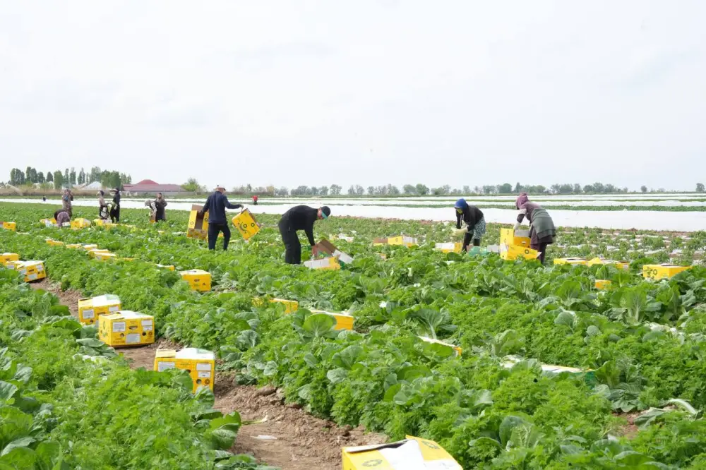 «Вода поступает вовремя, урожай хороший», – аграрии Туркестанской области вырастили первый урожай капусты за 45 дней (6)