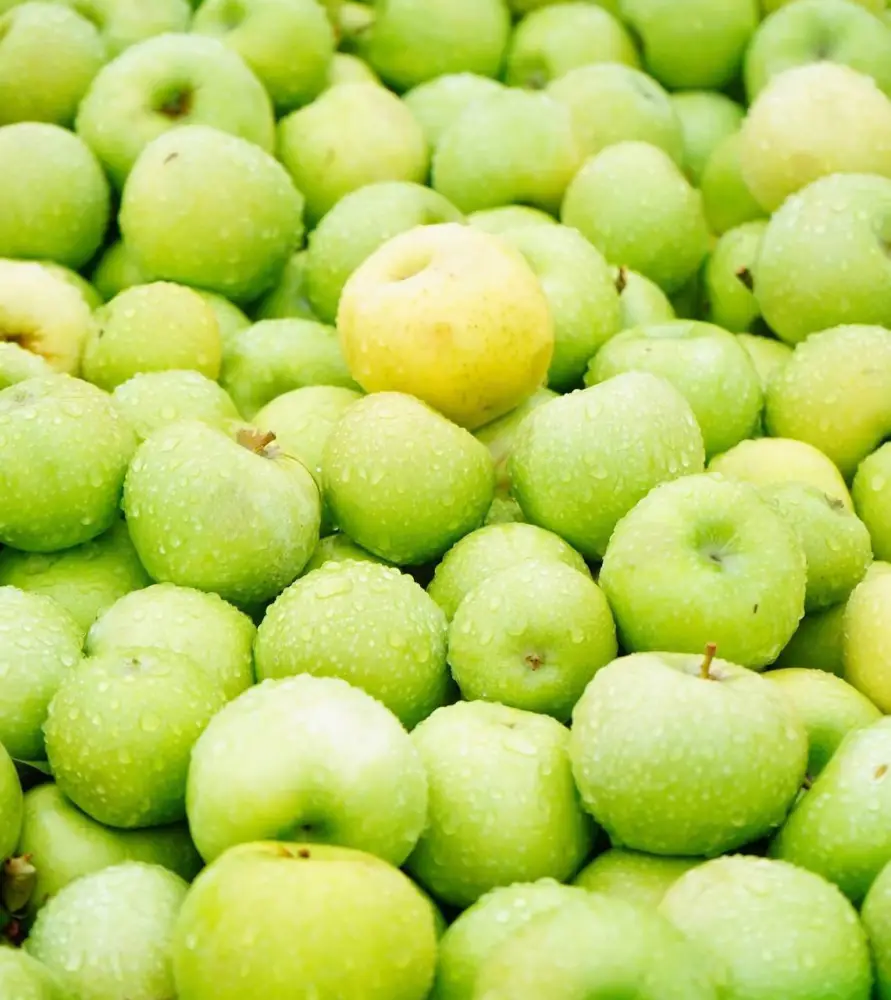 ТҮРКІСТАН ОБЛЫСЫНДА «DALA FRUIT» АГРОӨНЕРКӘСІПТІК КЕШЕНІ ТАБЫСТЫ ЖҰМЫС ІСТЕП ТҰР (10)