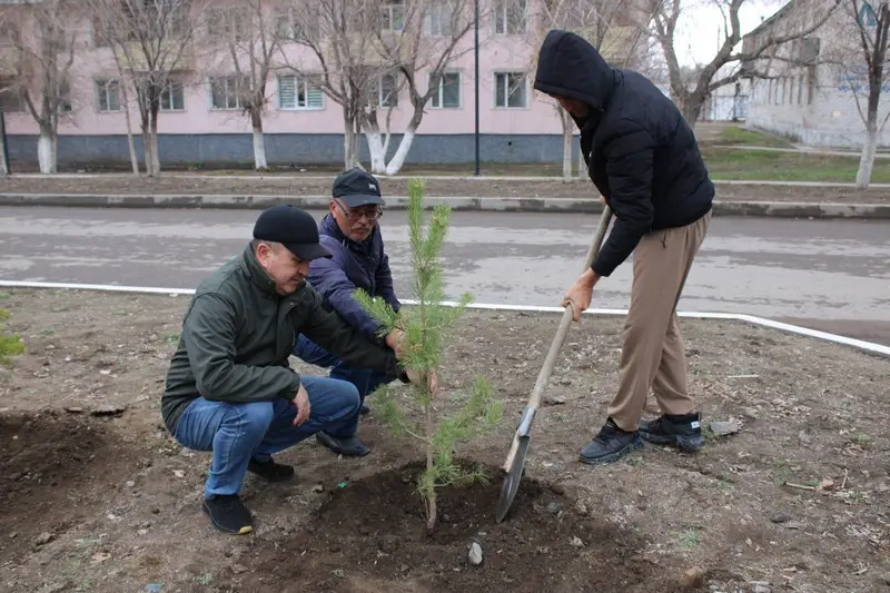 В Каркаралинске высадили 100 сосен к 80-летию Токтара Аубакирова (7)
