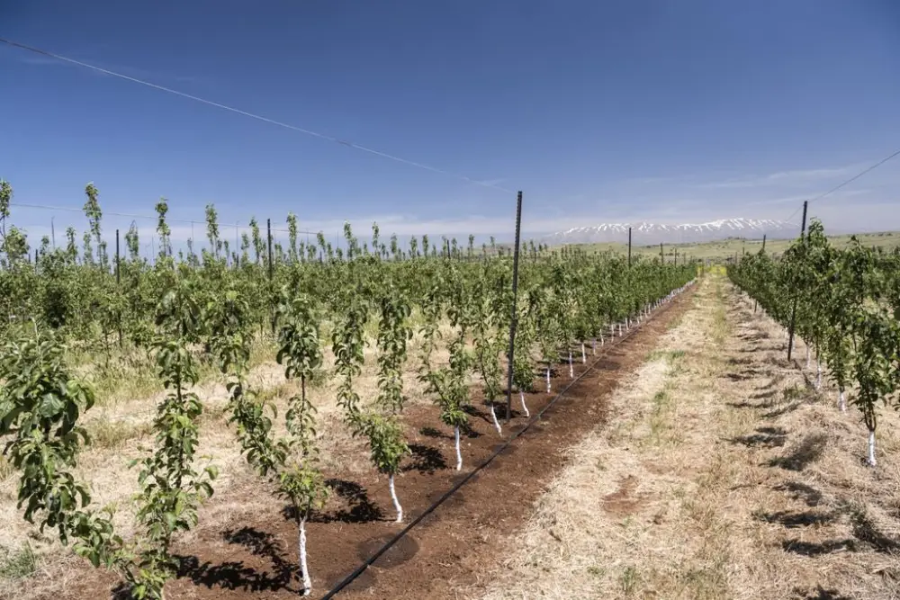 В Тюлькубасском районе Туркестанской области шесть хозяйств начнут внедрение технологий водосбережения на 500 га Астане