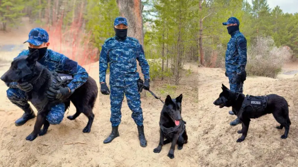 Эффективность служебных собак в раскрытии преступлений в области Абай: 31 дело с начала года Астане