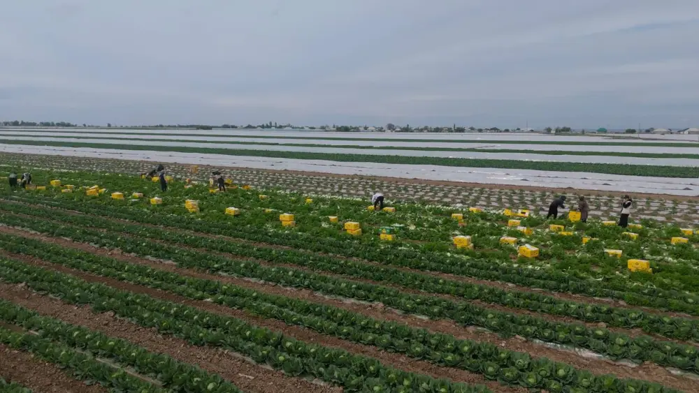 «Вода поступает вовремя, урожай хороший», – аграрии Туркестанской области вырастили первый урожай капусты за 45 дней (2)