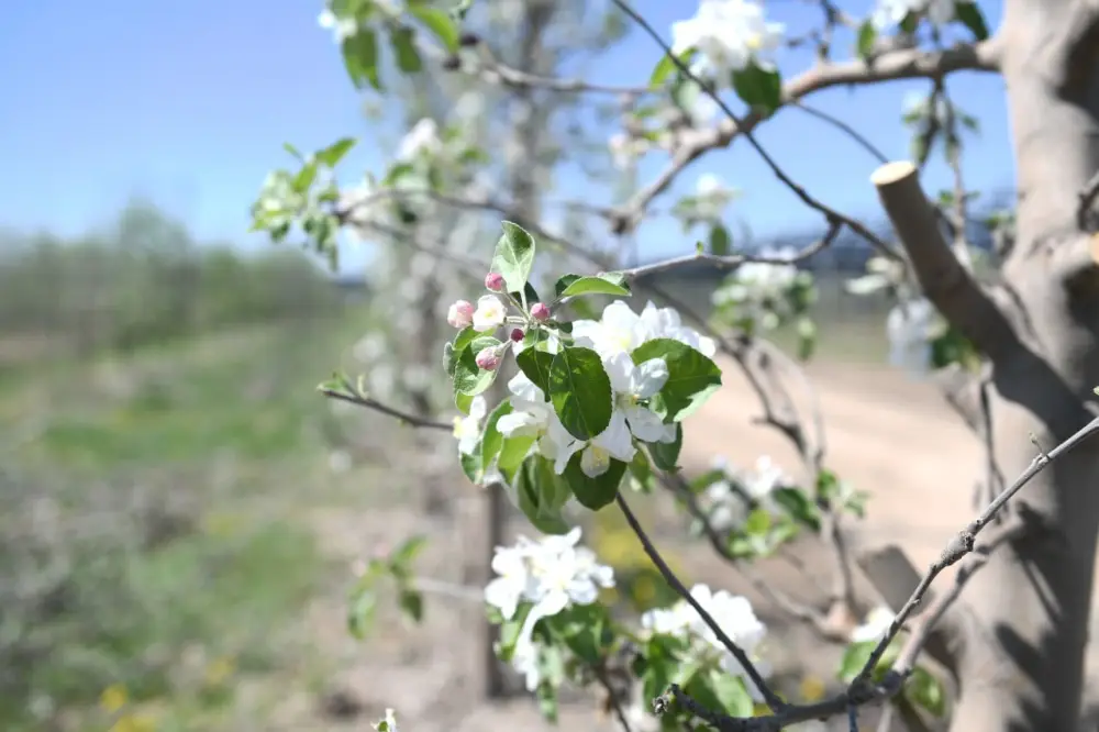 Яблоневые сады Алматинской области увеличение производства и урожая Астане