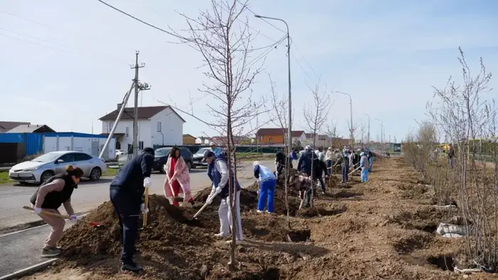 Более 400 деревьев высажено в столичном жилом массиве Уркер (6)