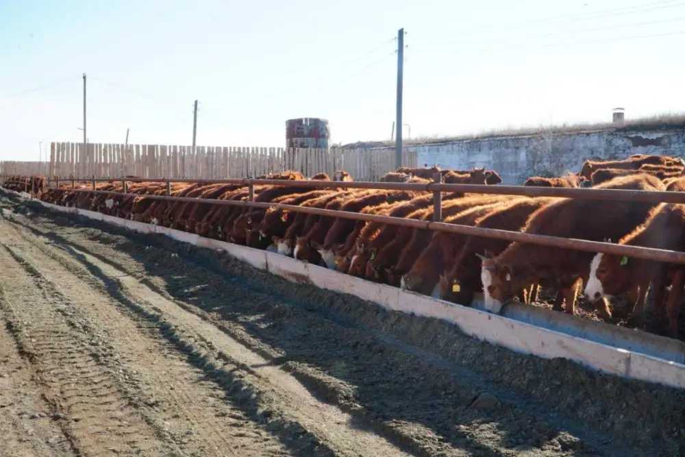 Мясной кластер мощностью свыше 37 тыс. голов формируется в Акмолинской области (2)