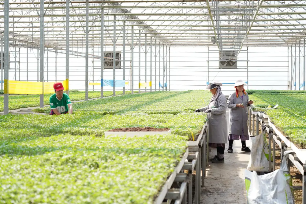 В ТУРКЕСТАНСКОЙ ОБЛАСТИ ВНЕДРЯЮТСЯ ЭКОЛОГИЧЕСКИ ЭФФЕКТИВНЫЕ СПОСОБЫ ОТОПЛЕНИЯ ТЕПЛИЦ (10)