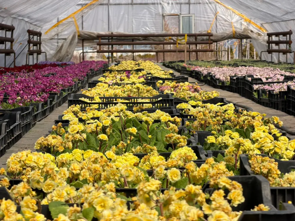 Развитие зеленых зон в Алатауском районе Алматы: 43 проекта на 2,5 млрд тенге изменят городской ландшафт Астане