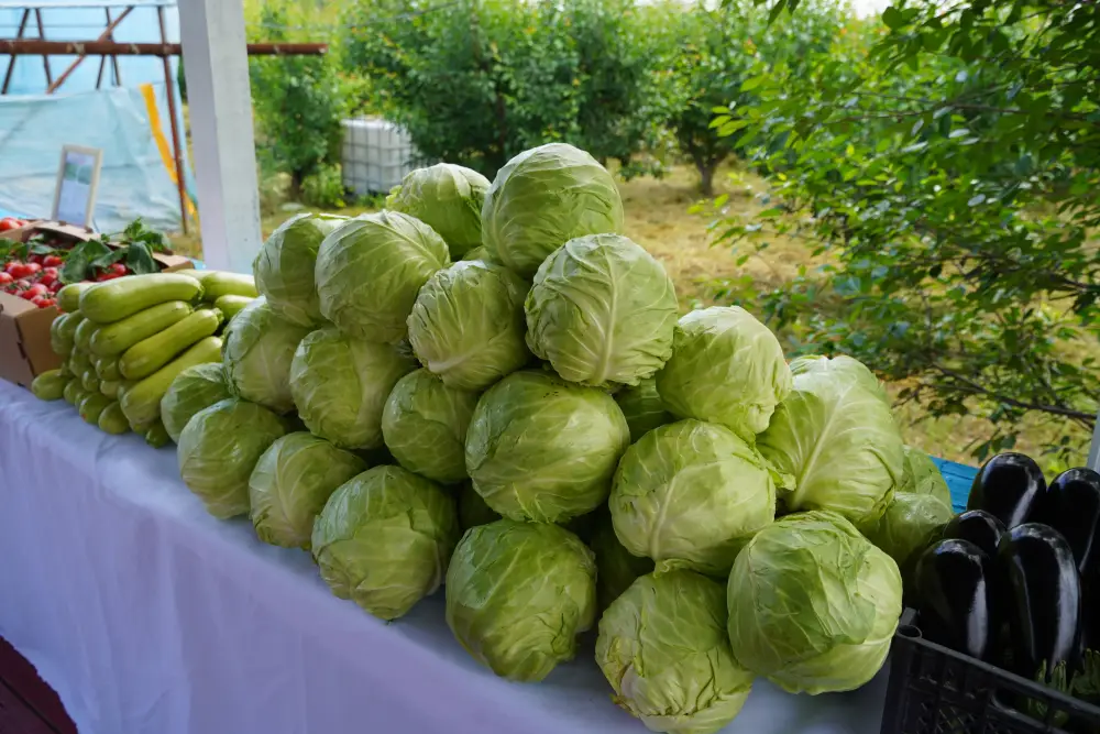 В ТУРКЕСТАНСКОЙ ОБЛАСТИ ЗАКУПЛЕНО 223 ЕДИНИЦЫ НОВОЙ СЕЛЬХОЗТЕХНИКИ (2)