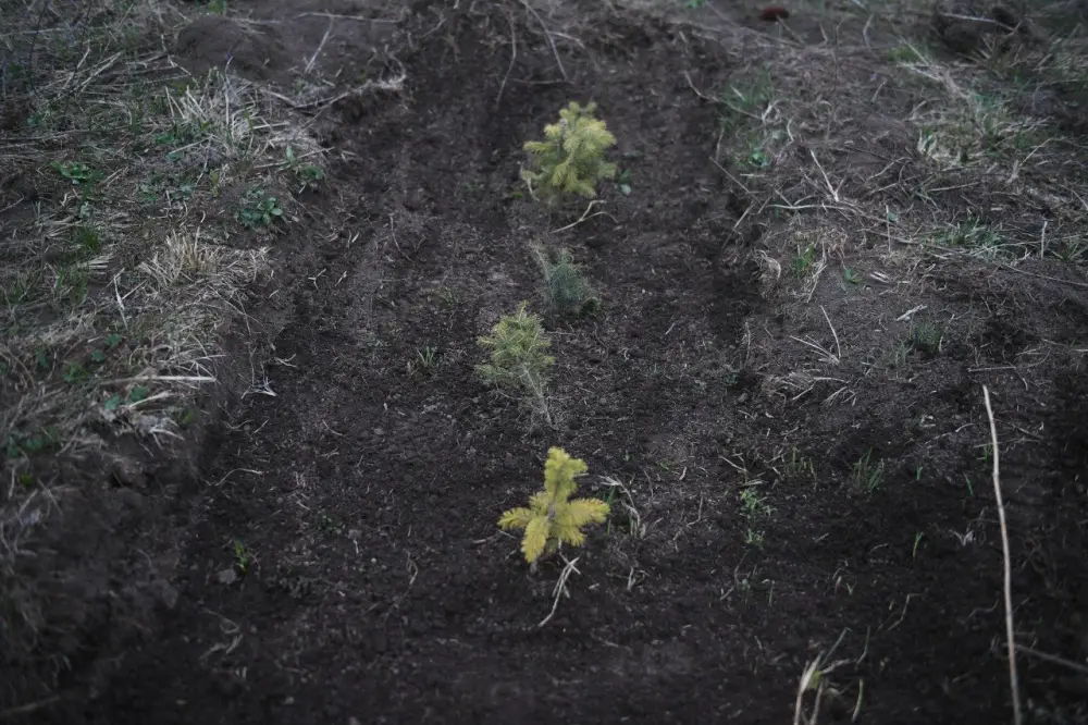 Лесной фонд в Алматинской области расширяется (3)