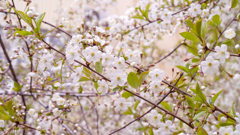 Погода в Астане и Алматы: туман в столице и тепло в южной столице 11-13 апреля Астане