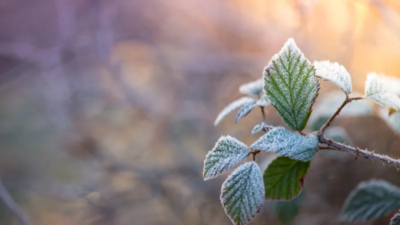 Погода в Астане и Алматы: заморозки и дожди ожидаются в Казахстане с 26 по 28 апреля Астане
