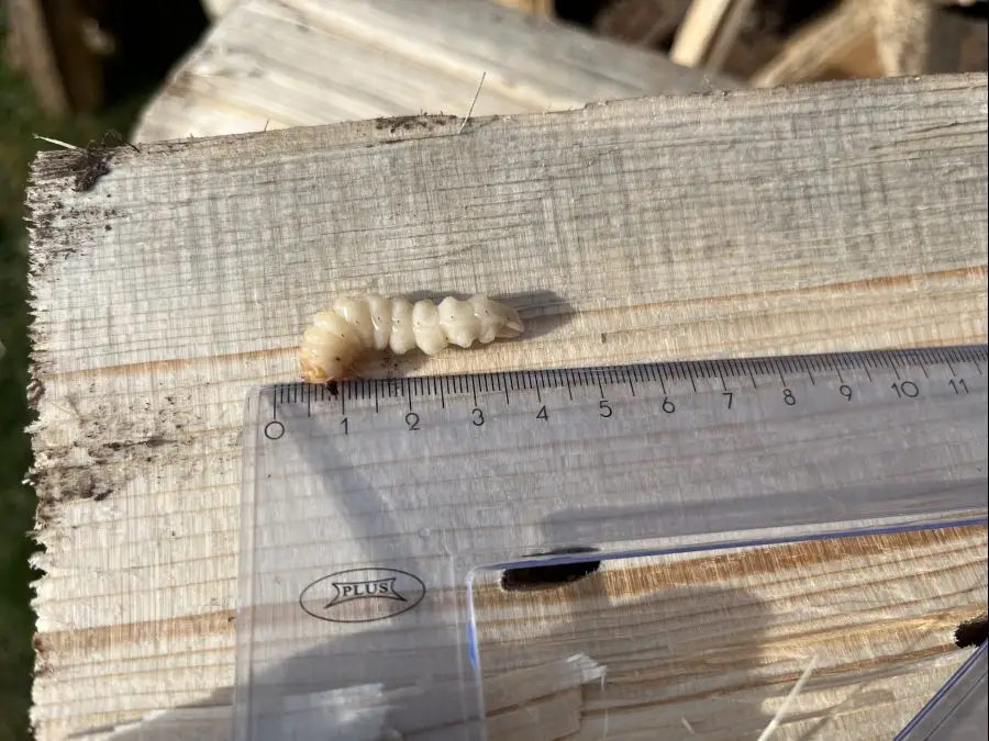 Личинки жука черного соснового усача выявлены в пиломатериалах, ввезенных в Казахстан (4)