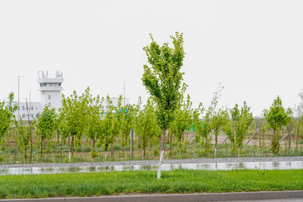 В Туркестане началась высадка саженцев для нового экопарка на 50 гектарах Астане