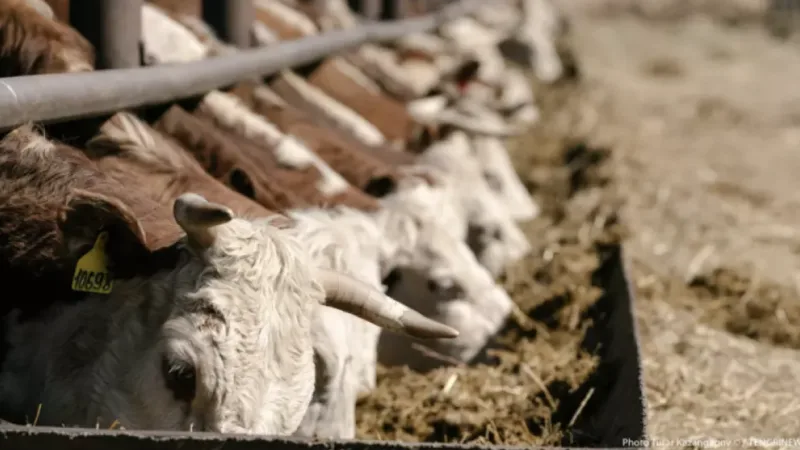 Эпидемия бешенства и ящура: риски для Казахстана на фоне международной угрозы Астане