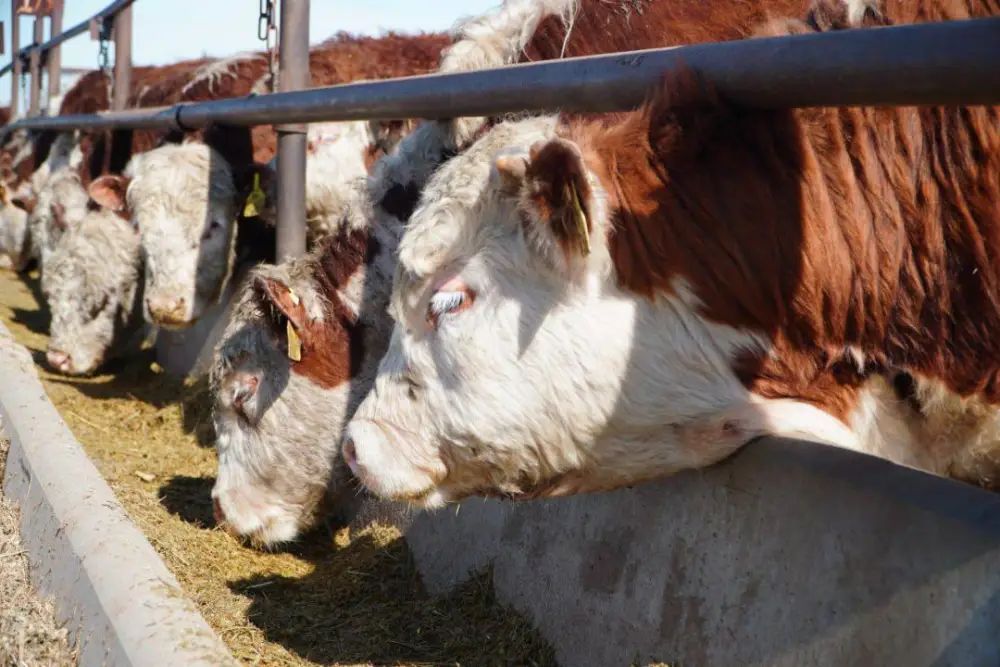 Мясной кластер мощностью свыше 37 тыс. голов формируется в Акмолинской области (5)